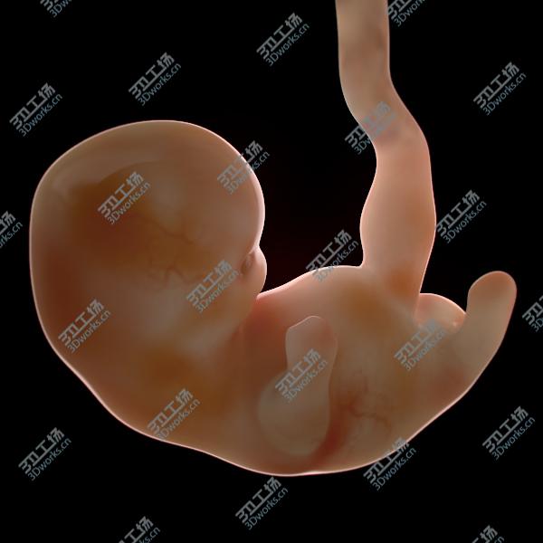 images/goods_img/202105073/Human Fetus and Embryo Development/5.jpg